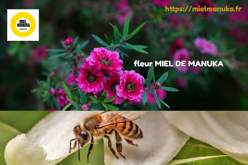 BIENFAITS DU MIEL DE MANUKA